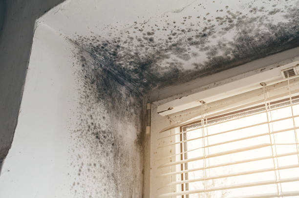 Affordable Mold Cleanup solutions in Warfield, VA